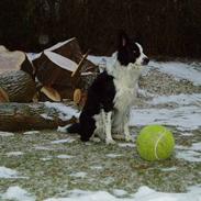 Border collie ...