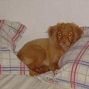 Nova scotia duck tolling retriever Bol Tol Jezebel