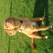 Nova scotia duck tolling retriever Bol Tol Jezebel