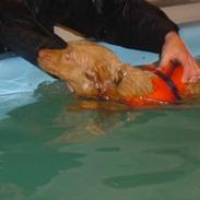 Nova scotia duck tolling retriever Bol Tol Jezebel