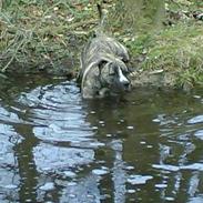 Amerikansk staffordshire terrier #SUMO#