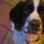 Engelsk springer spaniel Liza Minnelli