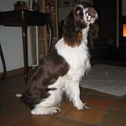 Engelsk springer spaniel Liza Minnelli