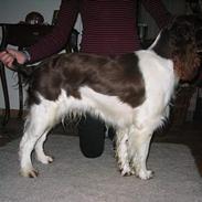 Engelsk springer spaniel Liza Minnelli