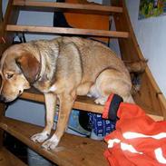 Blanding af racer Cille 