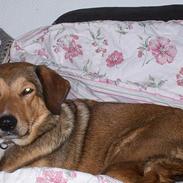 Blanding af racer Cille 