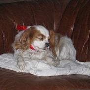 Cavalier king charles spaniel shiva