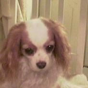 Cavalier king charles spaniel shiva