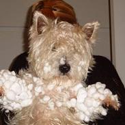 West highland white terrier oliver