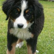 Berner sennenhund Bella