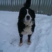 Berner sennenhund Bella