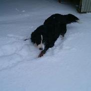 Berner sennenhund Bella