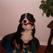 Berner sennenhund Bella