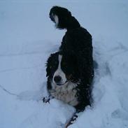 Berner sennenhund Bella