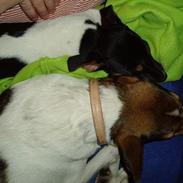 Dansk svensk gaardhund Frede