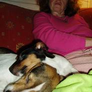 Dansk svensk gaardhund Frede