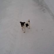 Dansk svensk gaardhund Frede