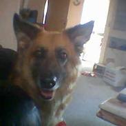 Blanding af racer hontas