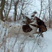 Kleiner münsterländer Asja