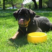 Rottweiler Aico (Radeau Kazmir)