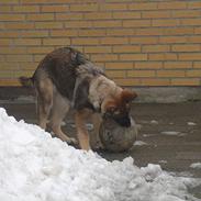 Schæferhund nani (død)