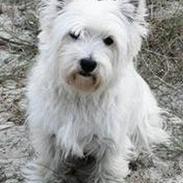 West highland white terrier Tika