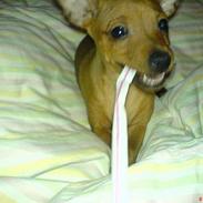 Dvaergpinscher Sylvester