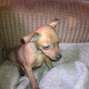 Dvaergpinscher Sylvester