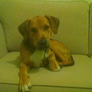 Blanding af racer Pluto