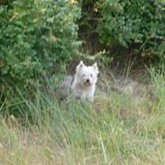 West highland white terrier Tika