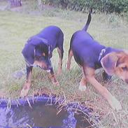 Blanding af racer Pluto