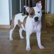 Staffordshire bull terrier ally (R.I.P.)