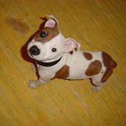 Staffordshire bull terrier ally (R.I.P.)