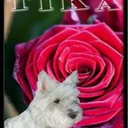 West highland white terrier Tika