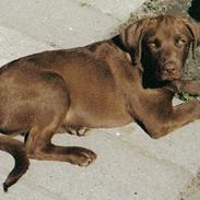 Labrador retriever Odin