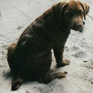 Labrador retriever Odin