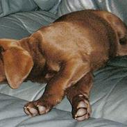 Labrador retriever Odin
