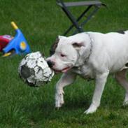 Amerikansk bulldog Bossie