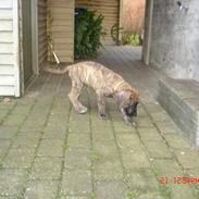 Grand danois Dandanell`s Cæsar 