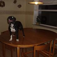 Staffordshire bull terrier RoxystaffFoxyLady (molly)