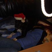 Staffordshire bull terrier RoxystaffFoxyLady (molly)