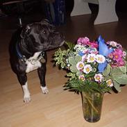 Staffordshire bull terrier RoxystaffFoxyLady (molly)