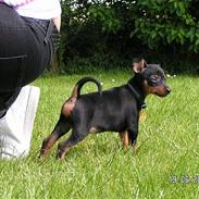 Dvaergpinscher charlie