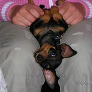 Dvaergpinscher charlie