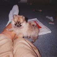 Pomeranian FIGGI