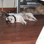 Fransk bulldog Hanibal