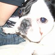 Fransk bulldog Hanibal
