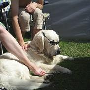 Golden retriever Zacho / Pølse