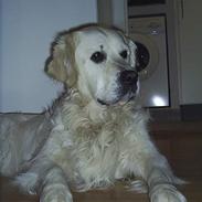 Golden retriever Zacho / Pølse