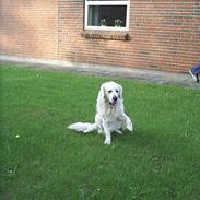 Golden retriever Zacho / Pølse